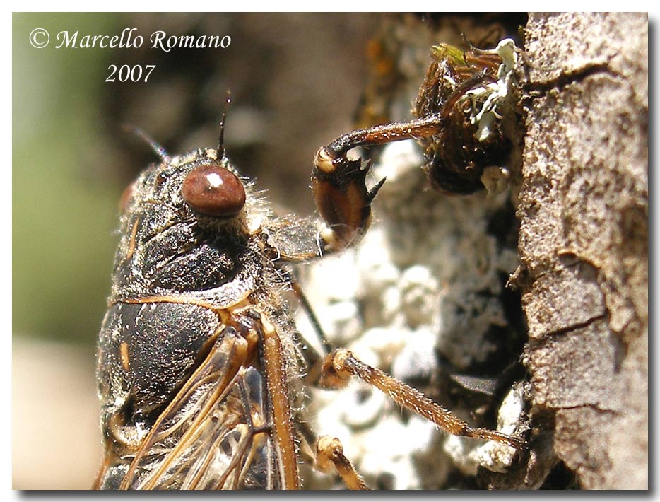 Una piccola cicala Tettigetta dimissa (Homoptera, Cicadidae)